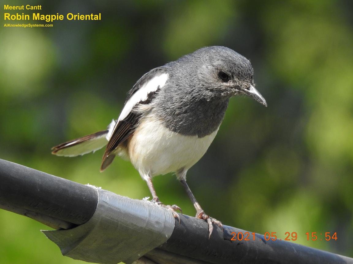 Magpie Robin (55) Coming Soon